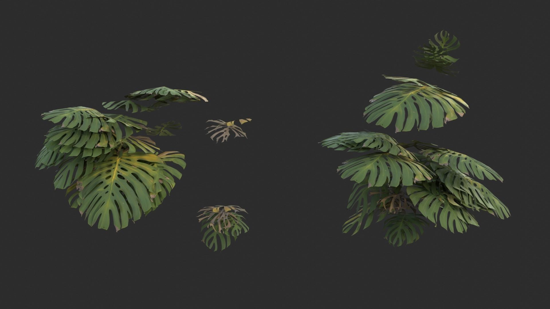 Monstera Plant Set Low-poly 3D model_9