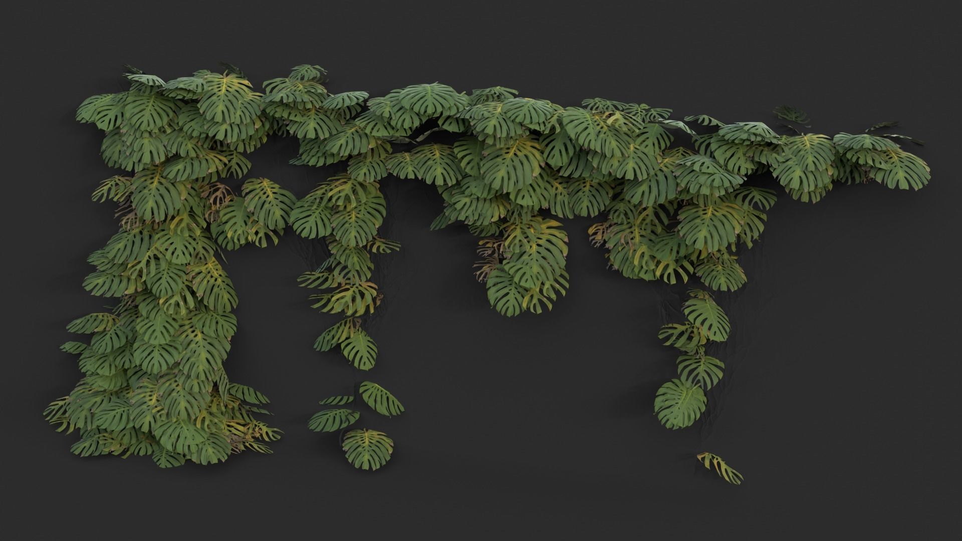 Monstera Plant Set Low-poly 3D model_2