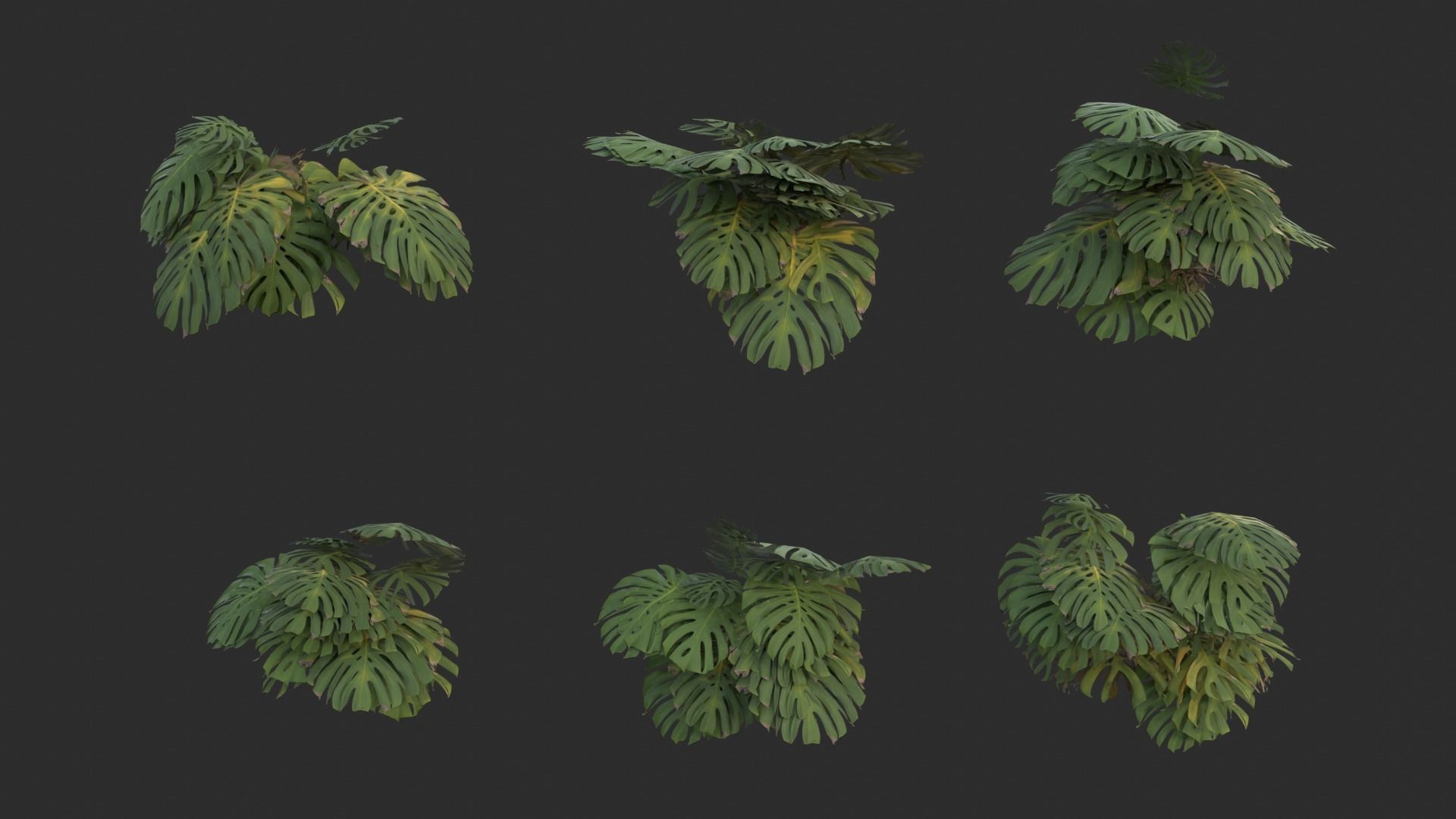 Monstera Plant Set Low-poly 3D model_3