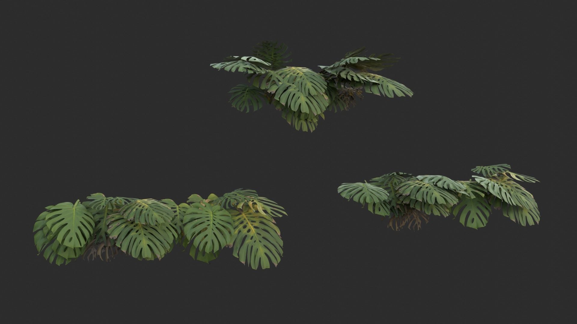 Monstera Plant Set Low-poly 3D model_4