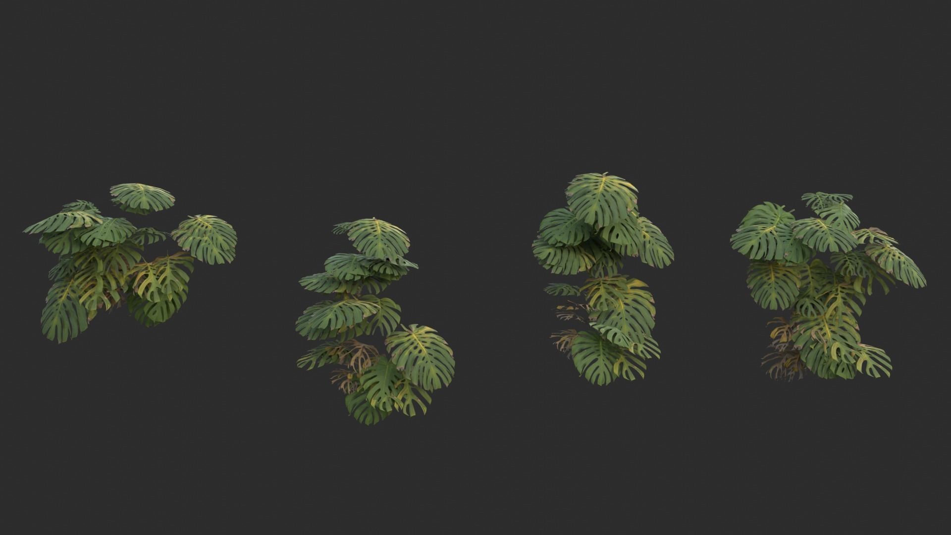 Monstera Plant Set Low-poly 3D model_6