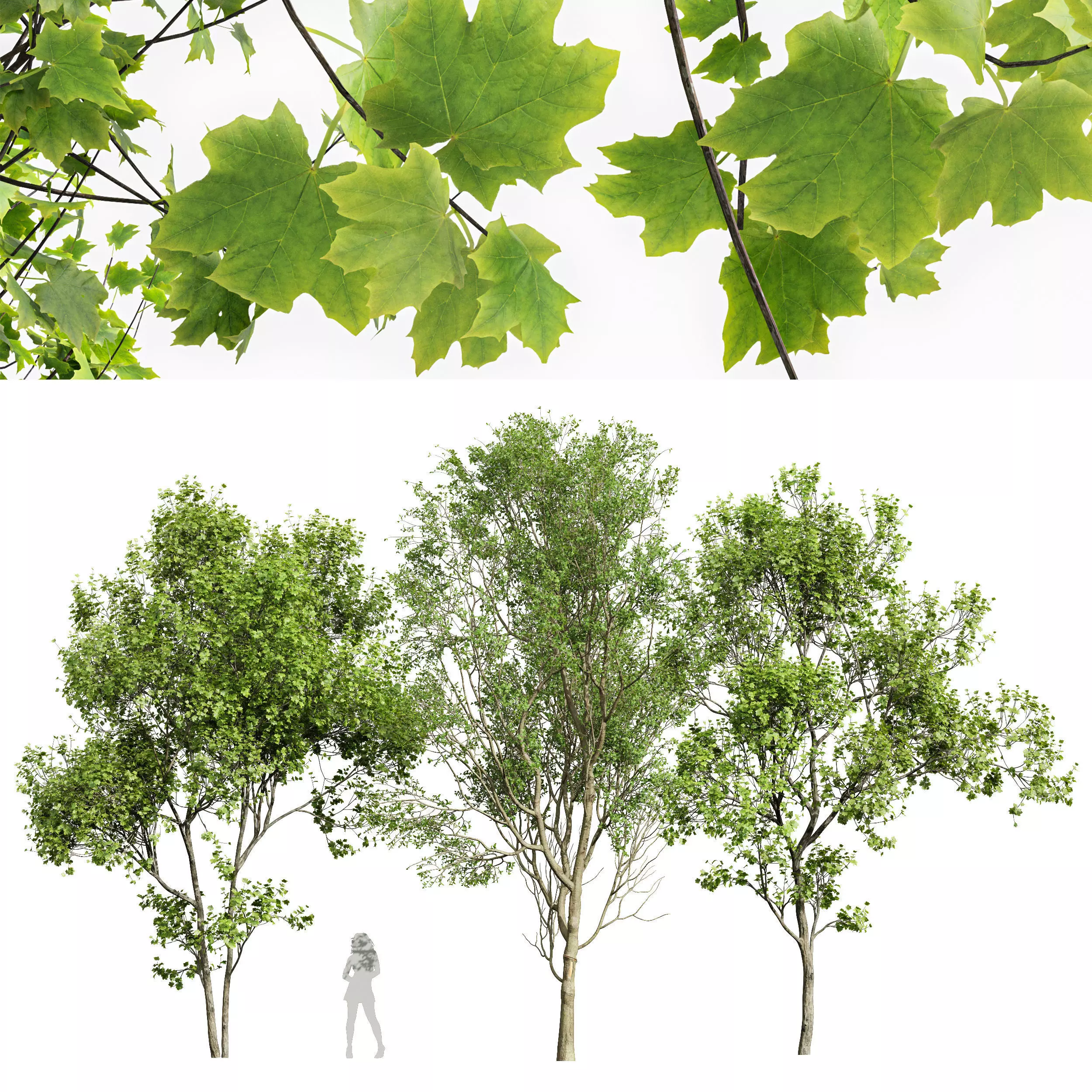 Saccharinum and Prunus Spinosa Summer 3 trees 3D model