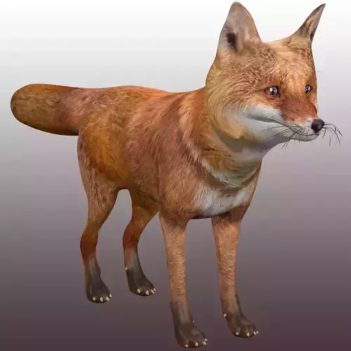 Fox Rig
