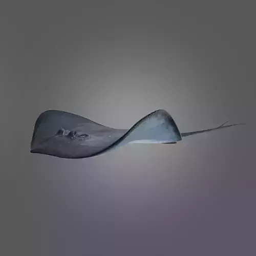 Photorealistic stingray fish ocean model Low-poly 3D model