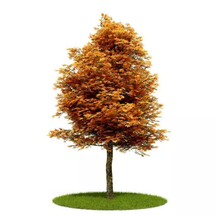Orange Leafy Tree 3D model_0