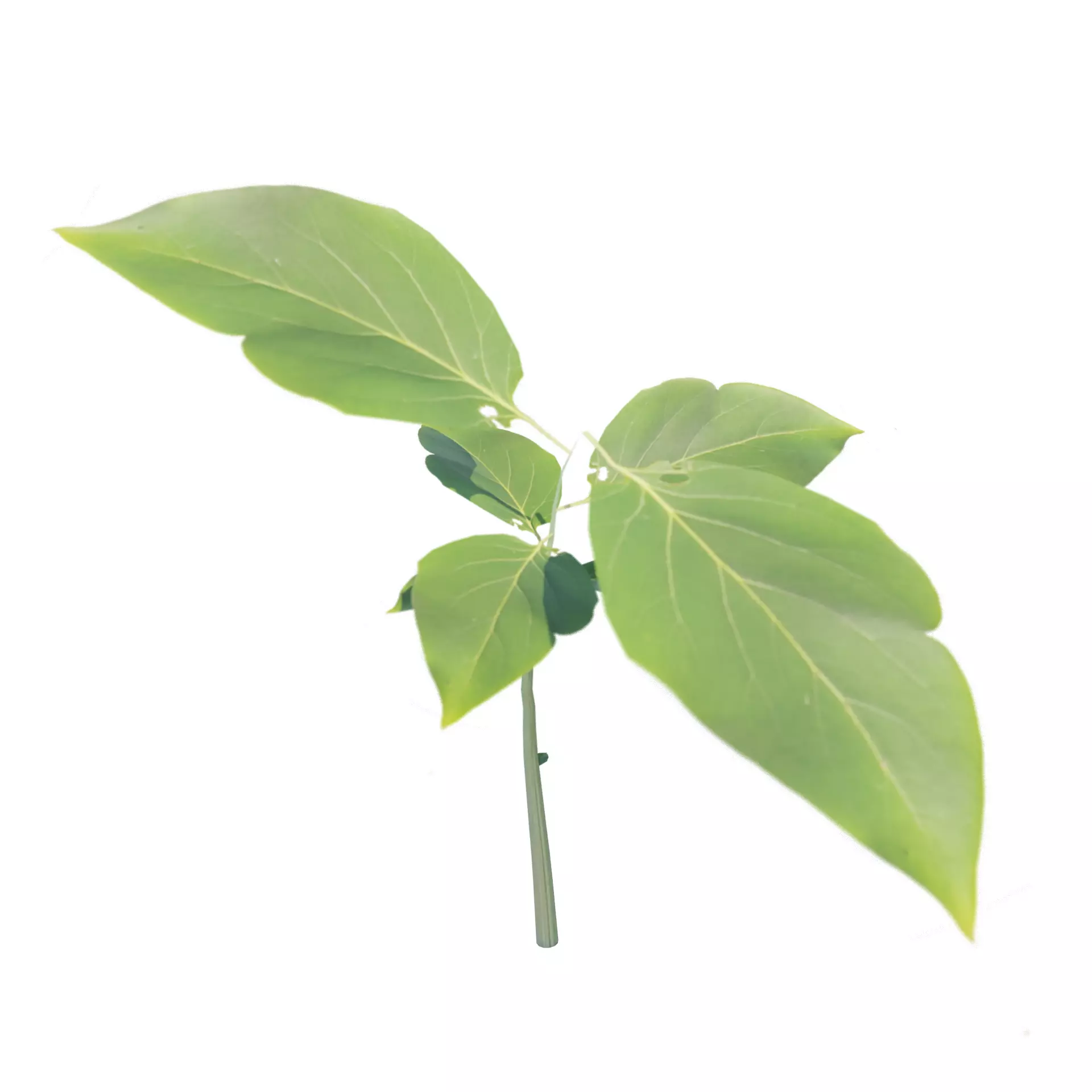 Geometry Nodes Plant Low-poly 3D model