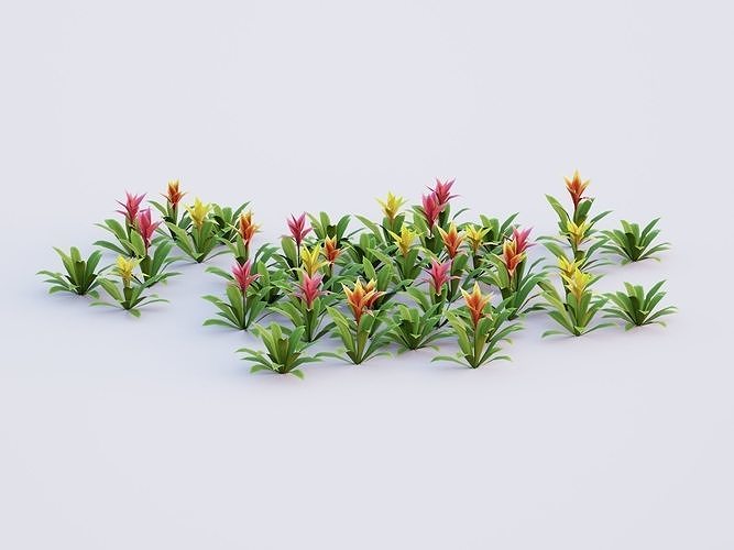Bromeliad Tropical Flowers Low-poly 3D model