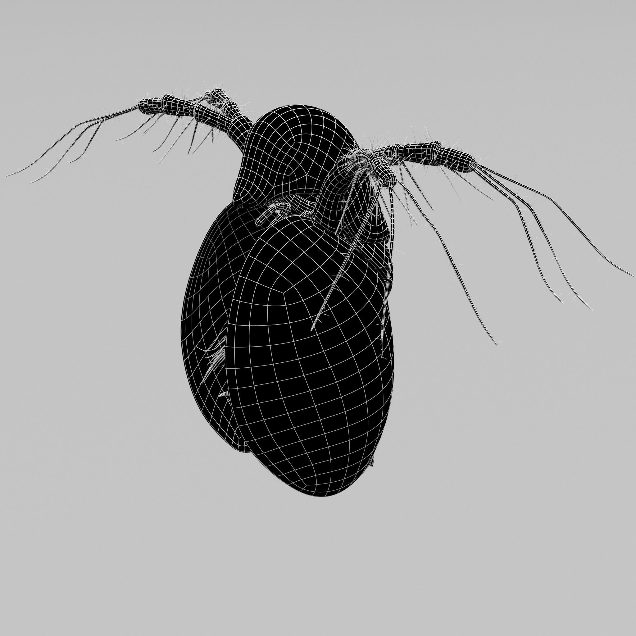 Daphnia Rigged 3D model_10