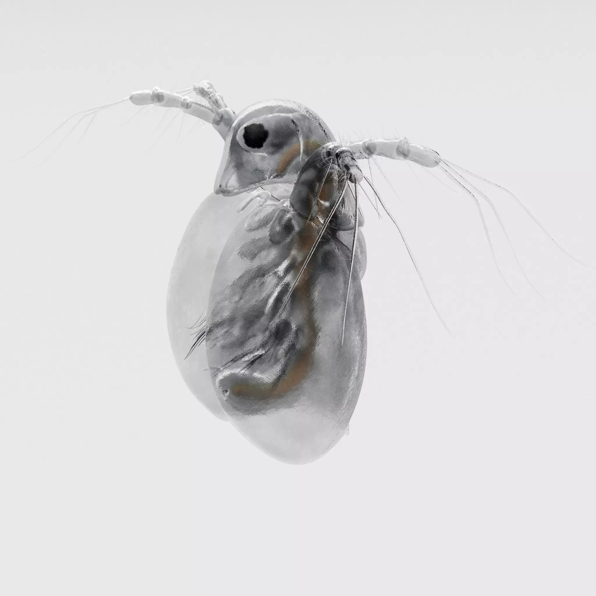Daphnia Rigged 3D model_0