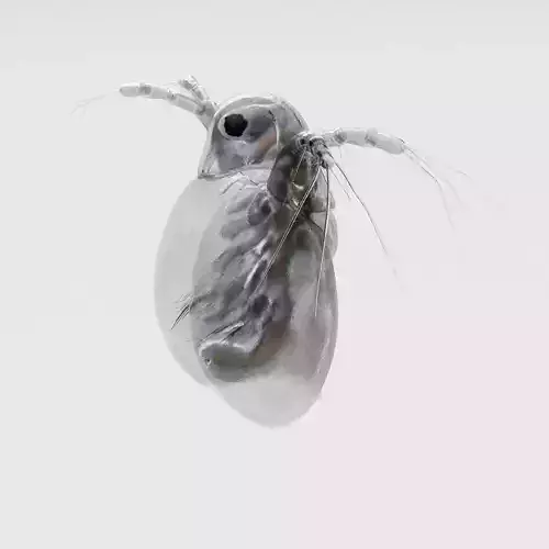 Daphnia Rigged 3D model