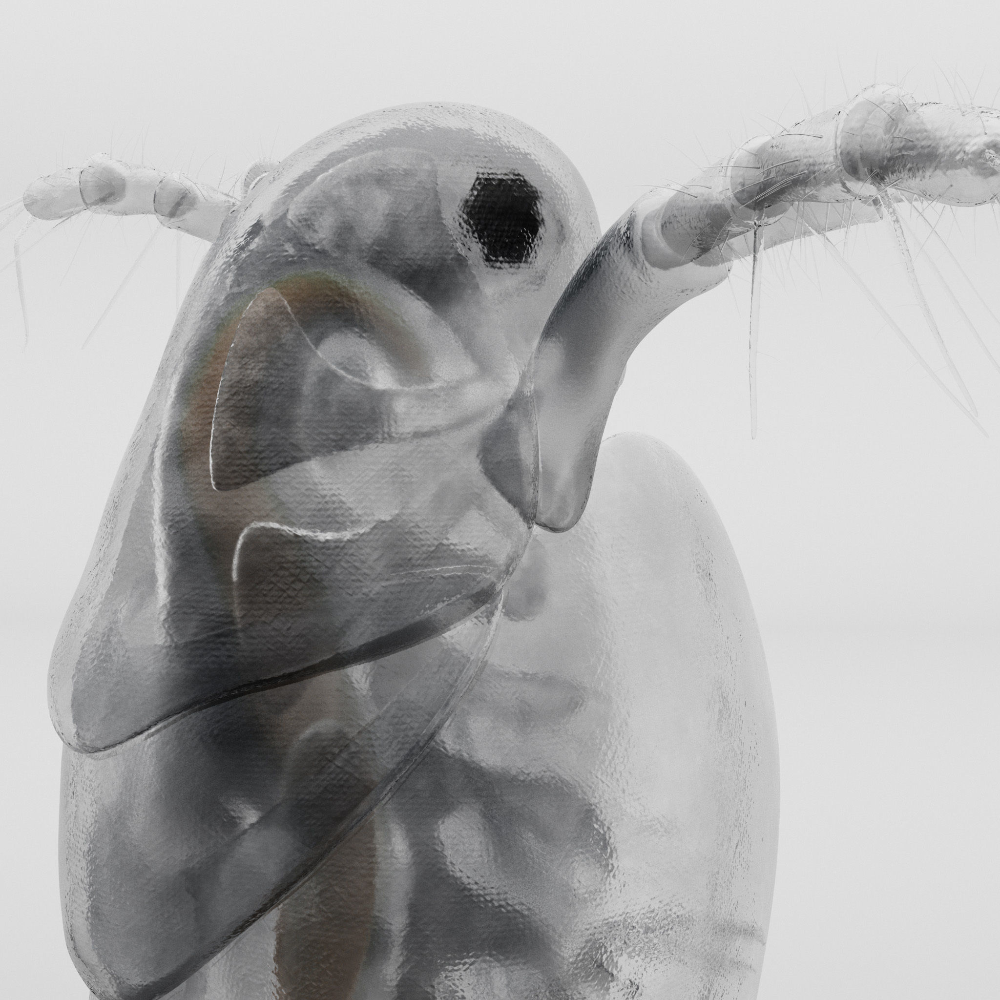 Daphnia Rigged 3D model_5