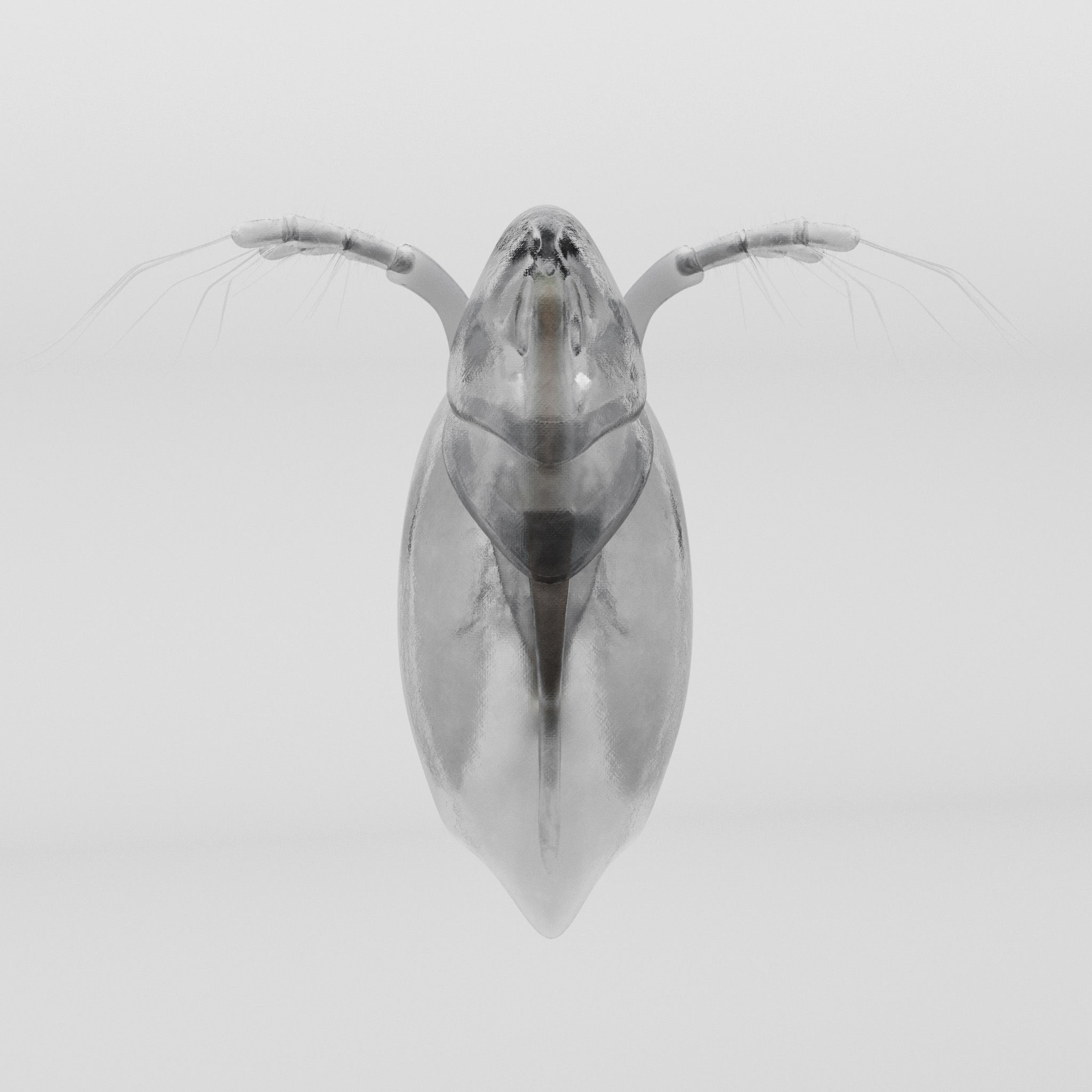 Daphnia Rigged 3D model_6