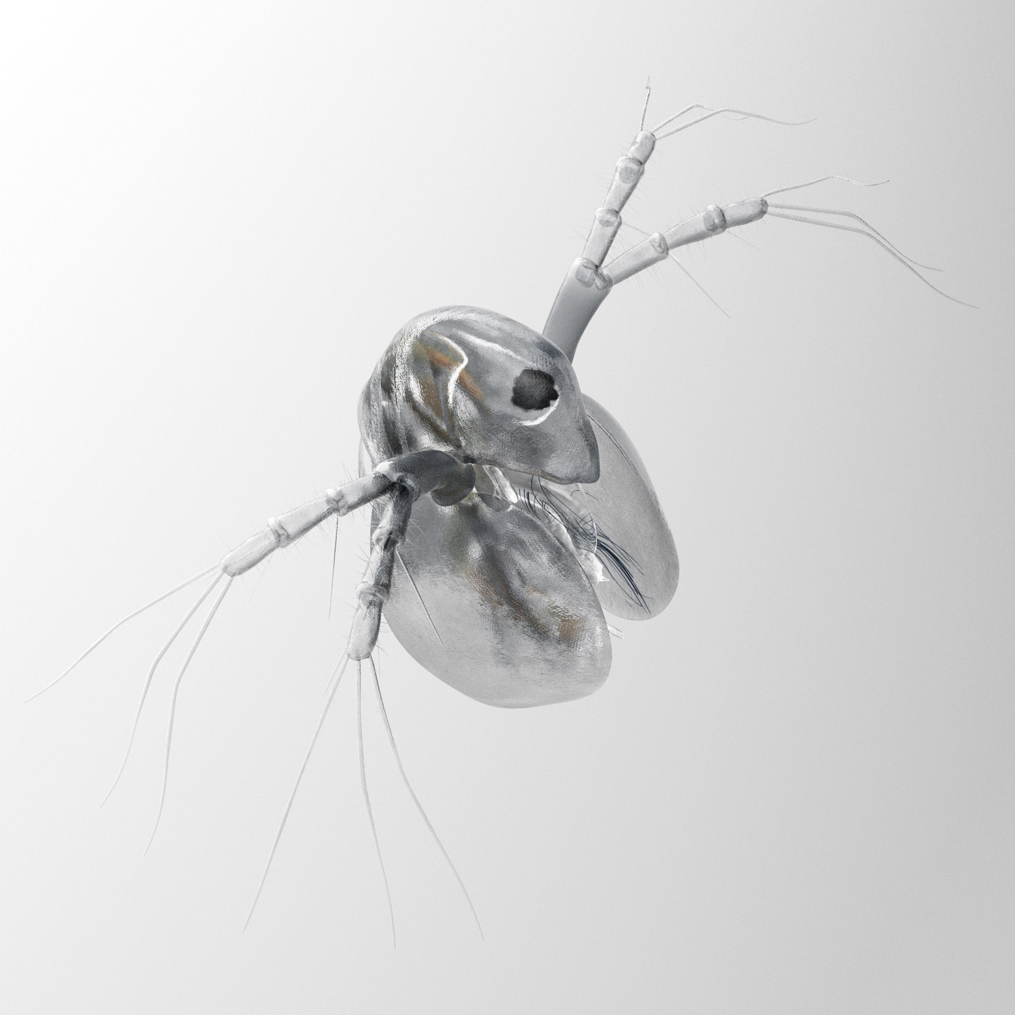 Daphnia Rigged 3D model_4