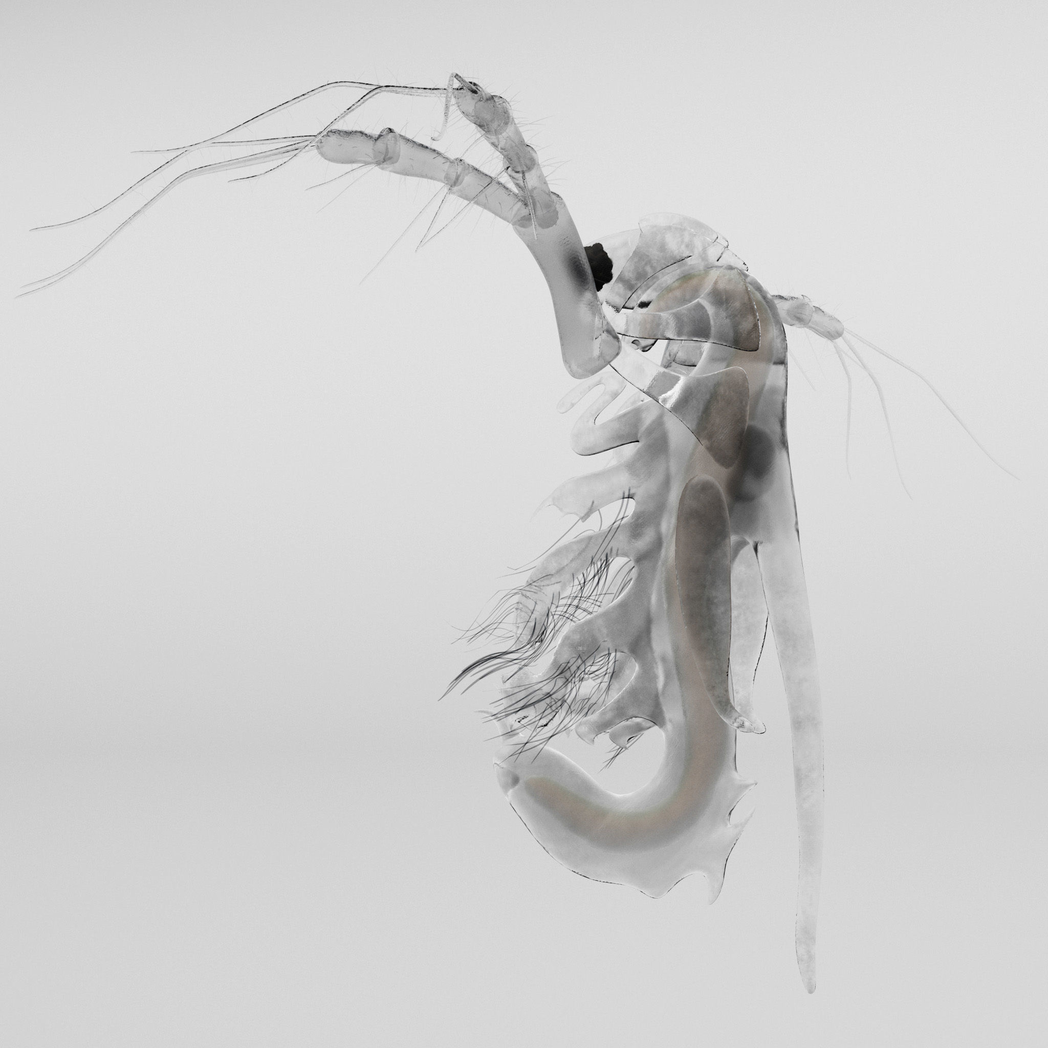 Daphnia Rigged 3D model_7