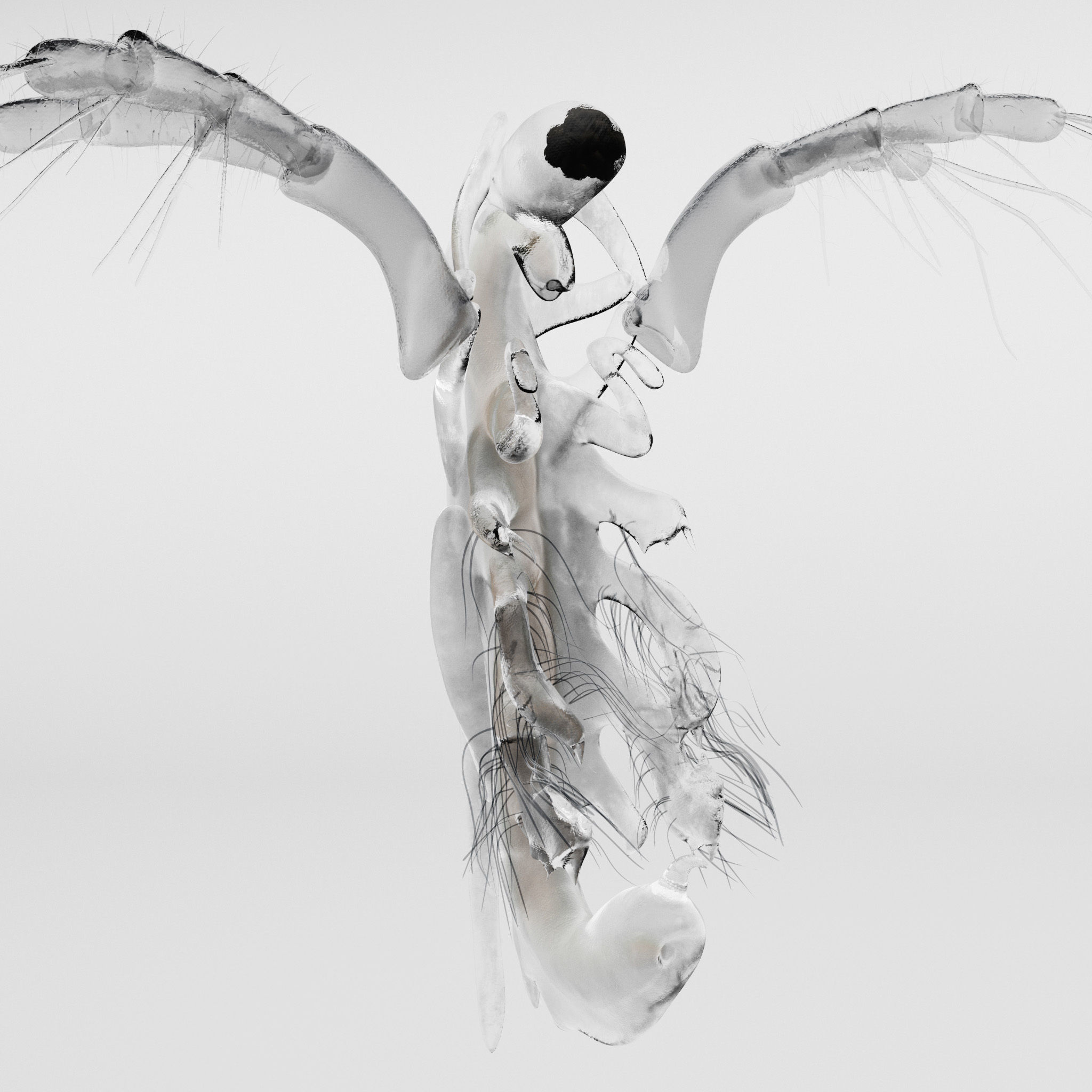 Daphnia Rigged 3D model_8