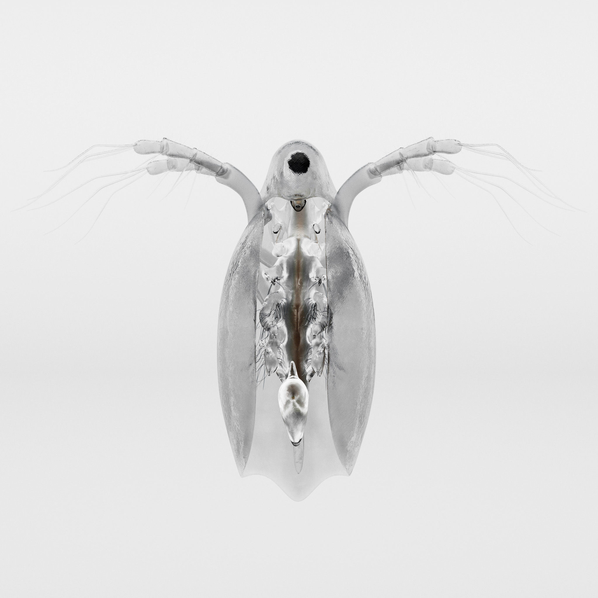 Daphnia Rigged 3D model_1