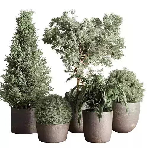 Collection Outdoor plant concrete dirt vase pot tree bush palm