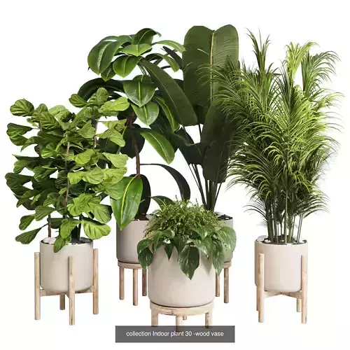 Collection indoor plants  