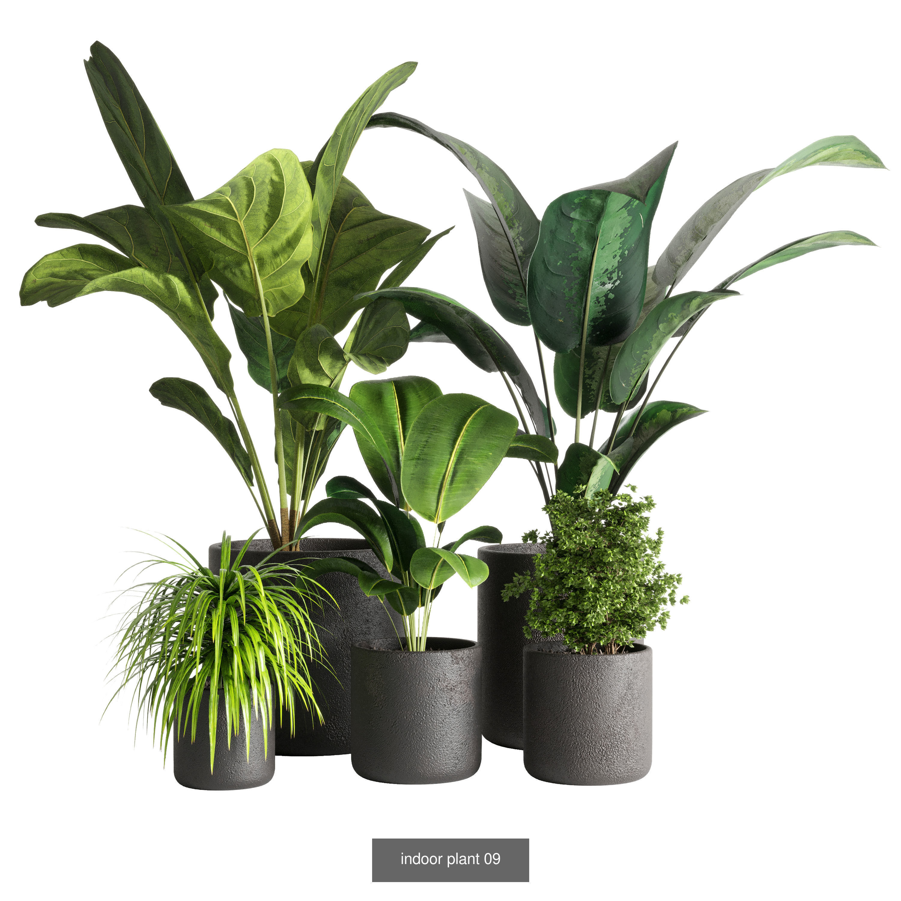 Collection indoor plants  _4