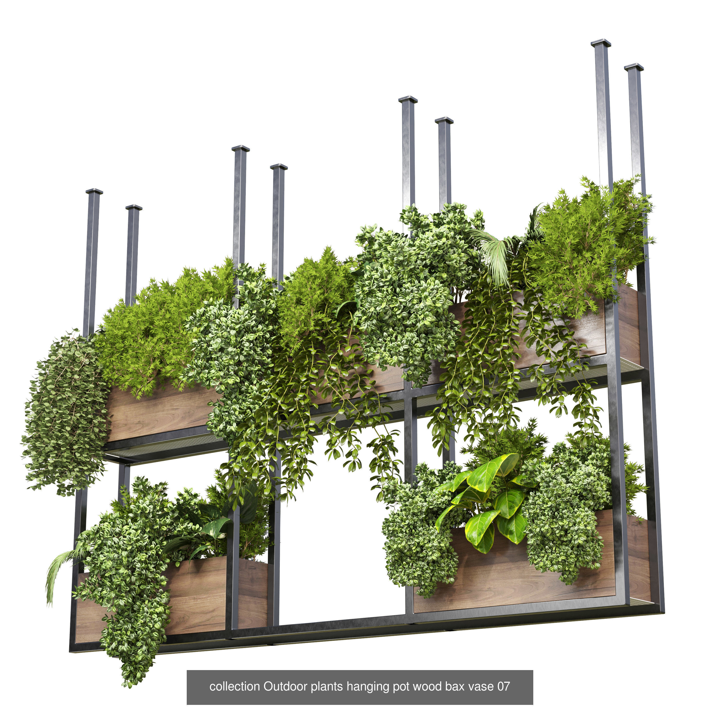 Collection indoor plants  _3