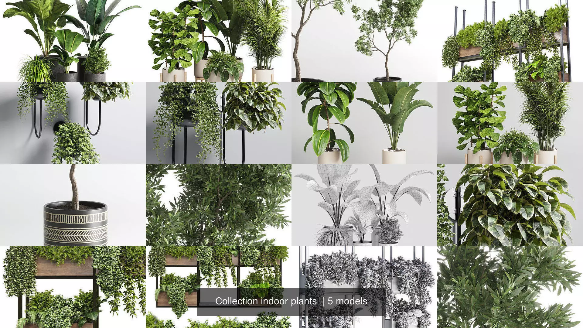 Collection indoor plants  _1