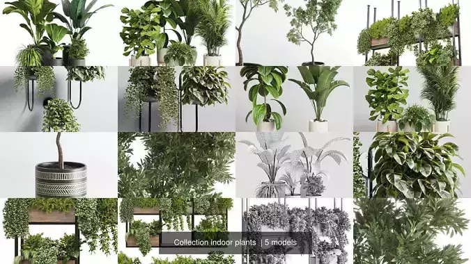 Collection indoor plants 