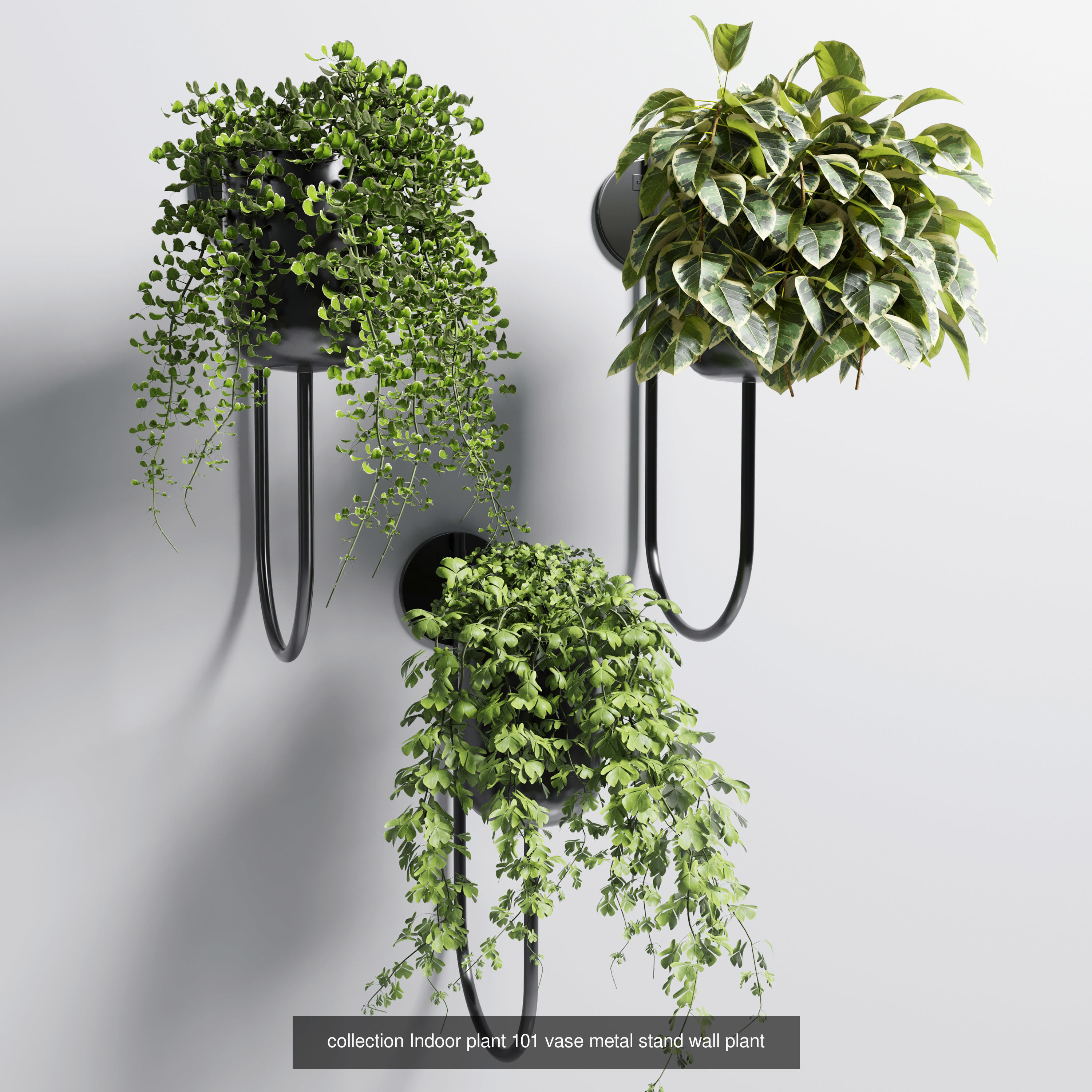 Collection indoor plants  _5