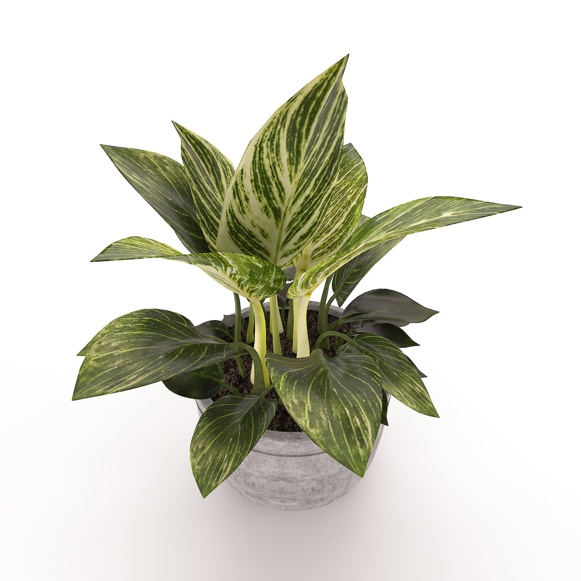 Philodendron Birkin 3D model_1