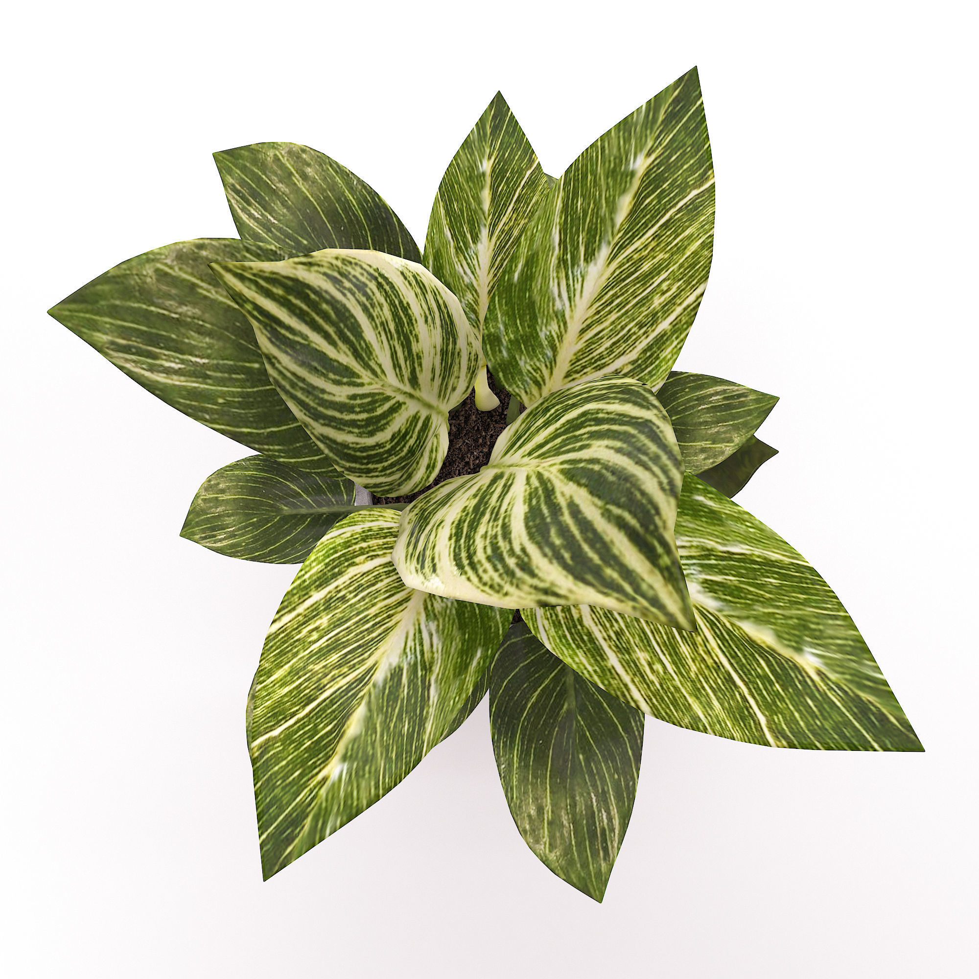 Philodendron Birkin 3D model_2