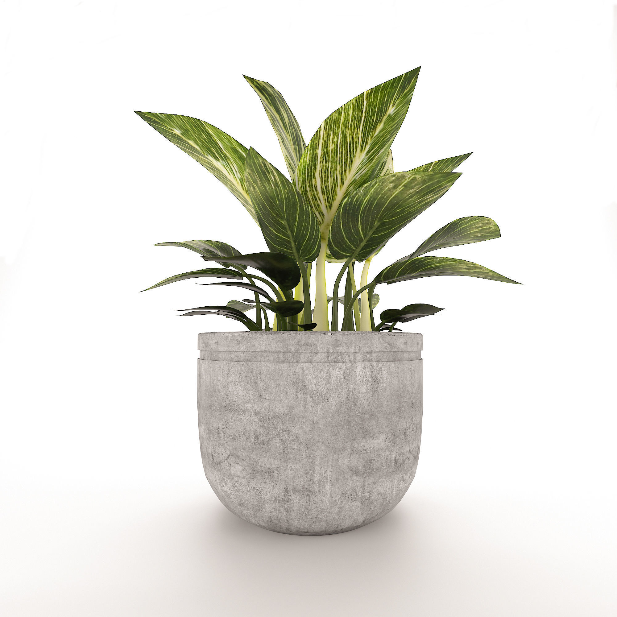 Philodendron Birkin 3D model_3