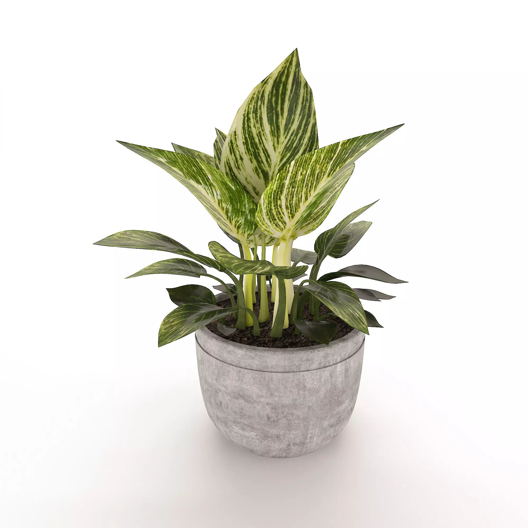 Philodendron Birkin 3D model_0