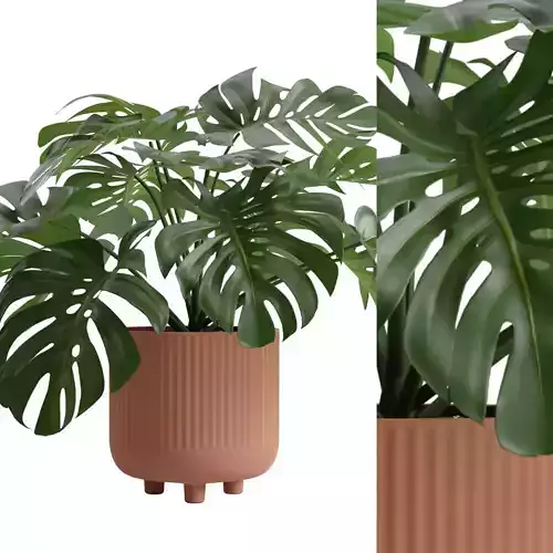 Design Pot Plant Monstera Deliciosa 3D model