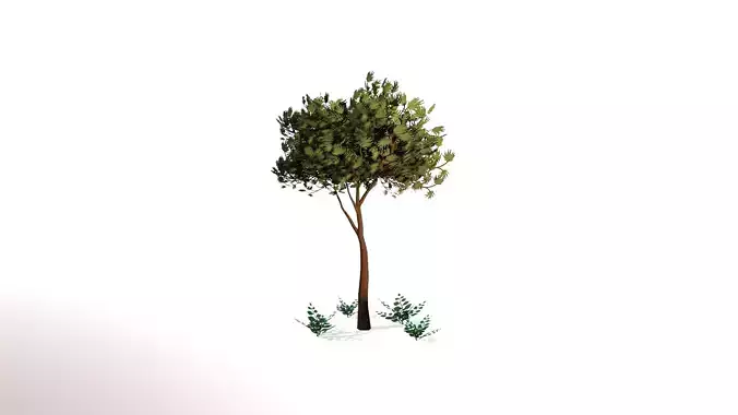 Stylized Pine Spruce Tree PBR Game Ready Asset 