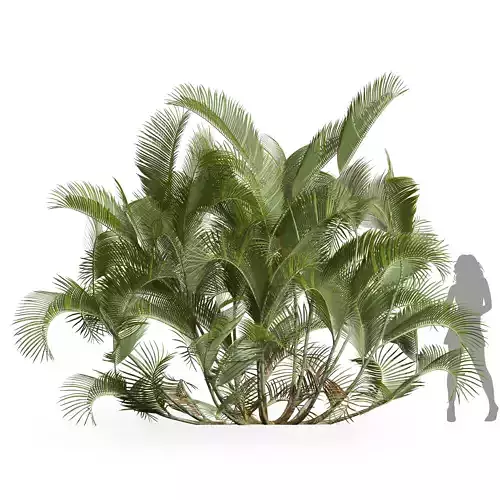 New Plant High detail Chrysalidocarpus Lutescens03 3D model