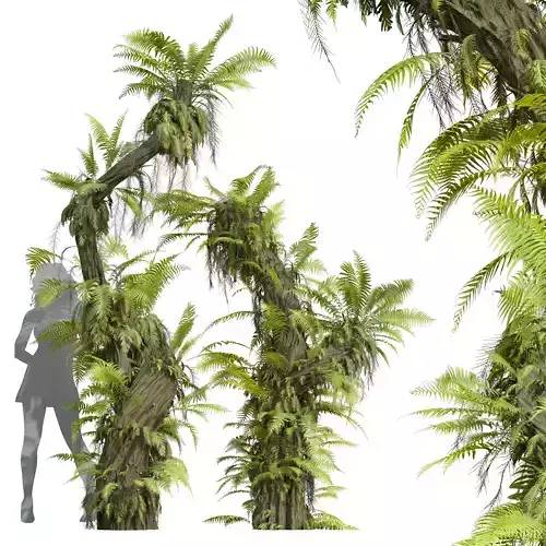 New Plant High detail Drynaria Roosii