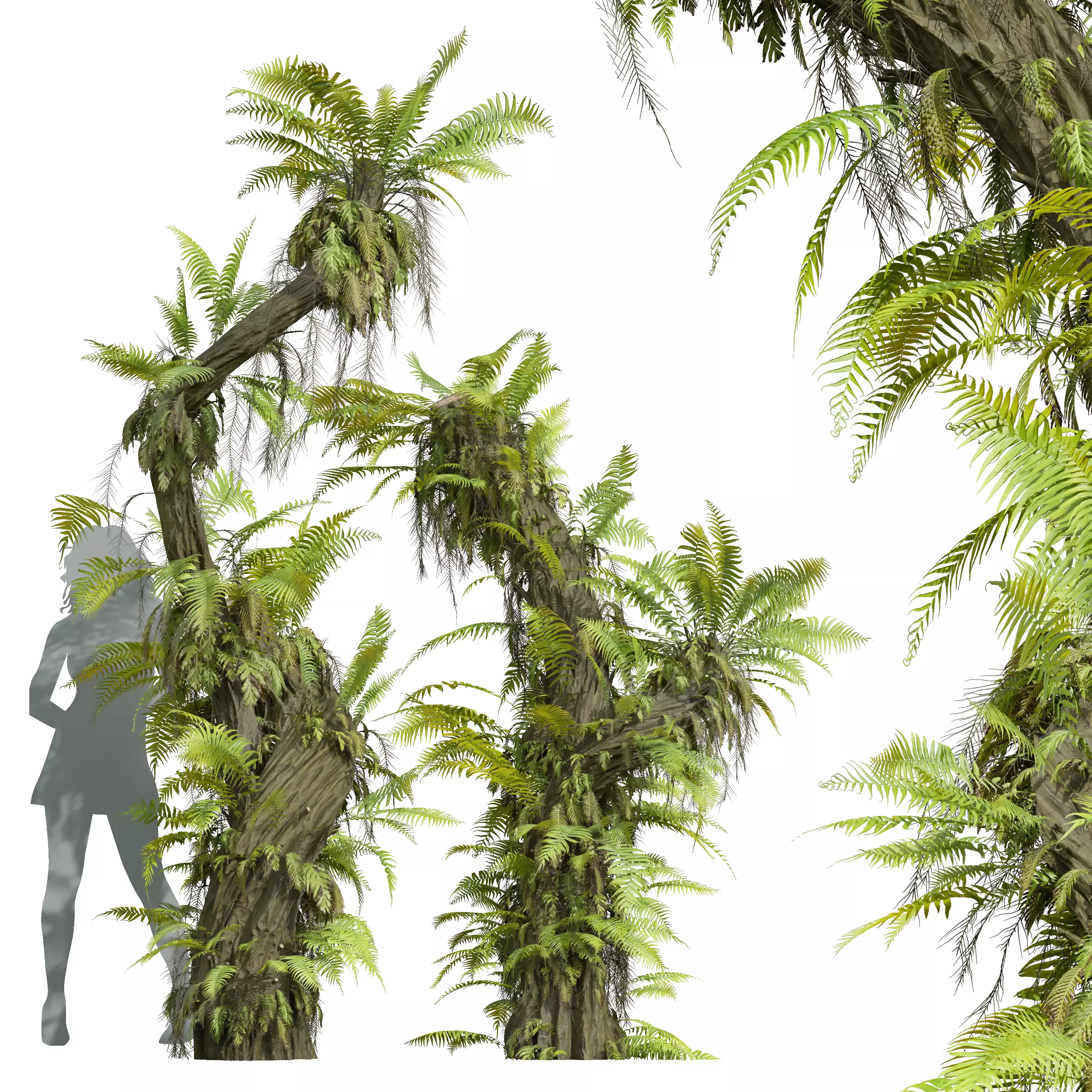 New Plant High detail Drynaria Roosii 3D model