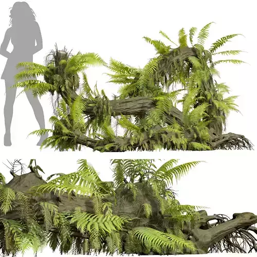 New Plant High detail Drynaria Roosii Uprooted