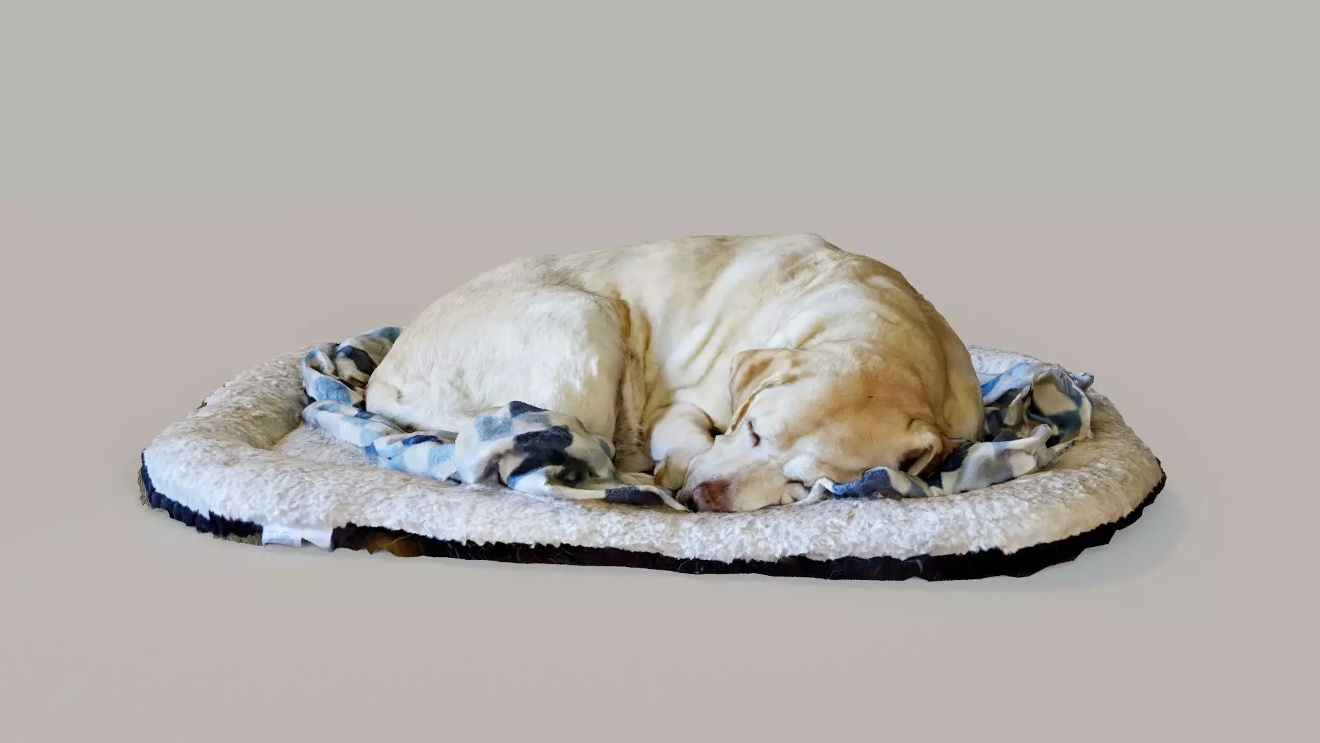Sleeping dog 3D model