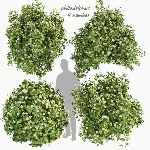 Collection plant vol 357 - philadelphus - bush - outdoor