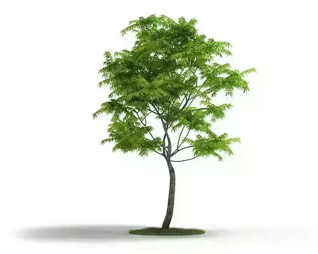 Thin Trunk Tall Tree 3D model