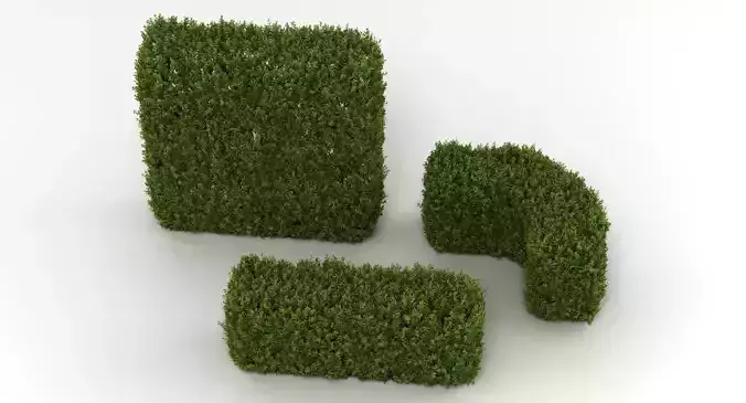 Hedge