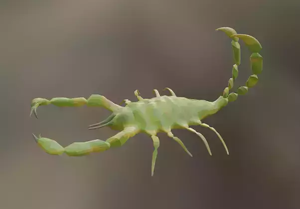 scorpion