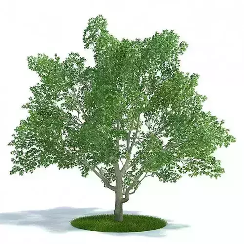 Green Magnolia Virginiana  Leafy Tree 3D model