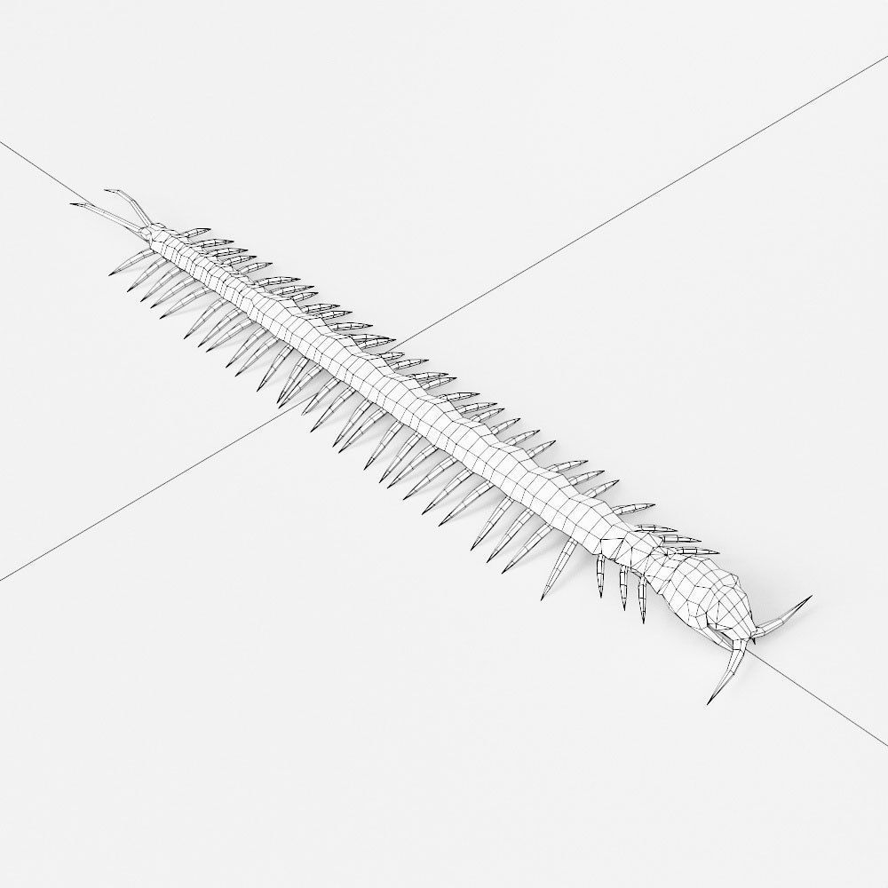 Centipede low poly 3d model Low-poly 3D model_4