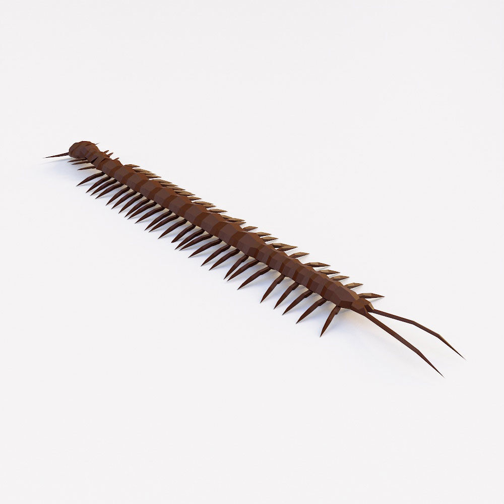 Centipede low poly 3d model Low-poly 3D model_2