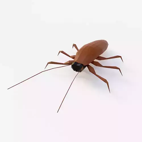 Cockroach 3d model