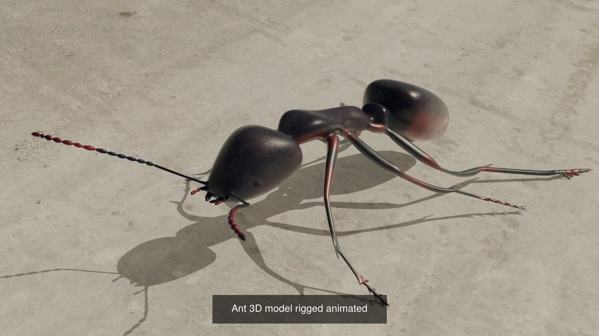 Animals 6 animals rhinoceros 3D Model Collection_6