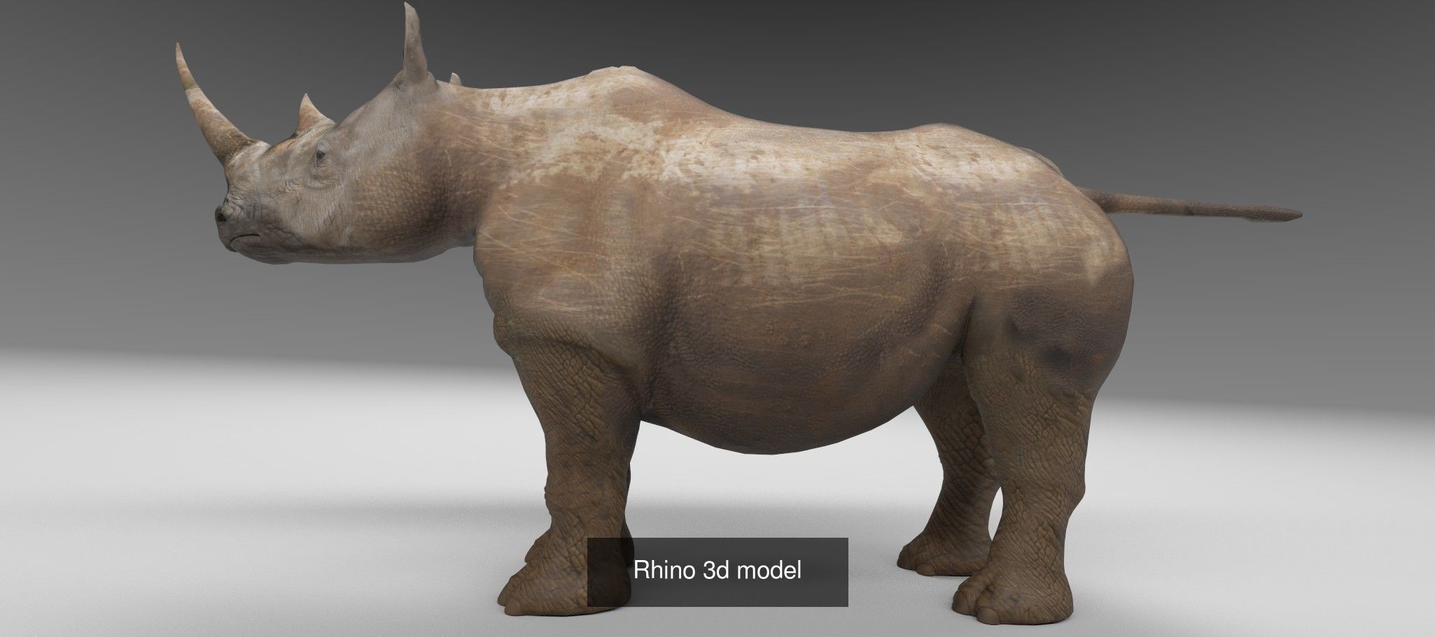 Animals 6 animals rhinoceros 3D Model Collection_3