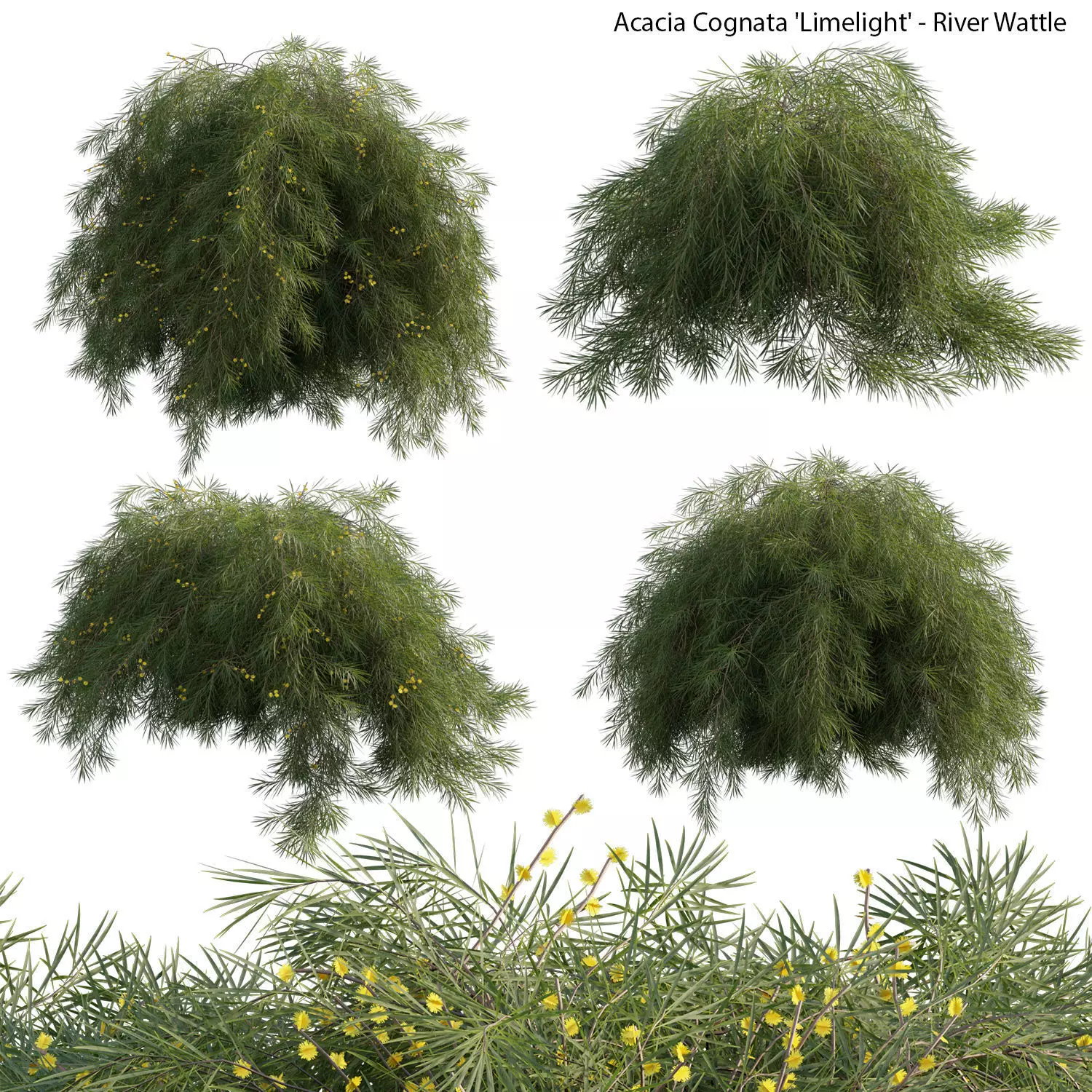 Acacia cognata Limelight 02 3D model