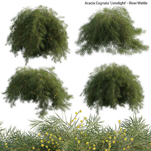 Acacia cognata Limelight 02 3D model